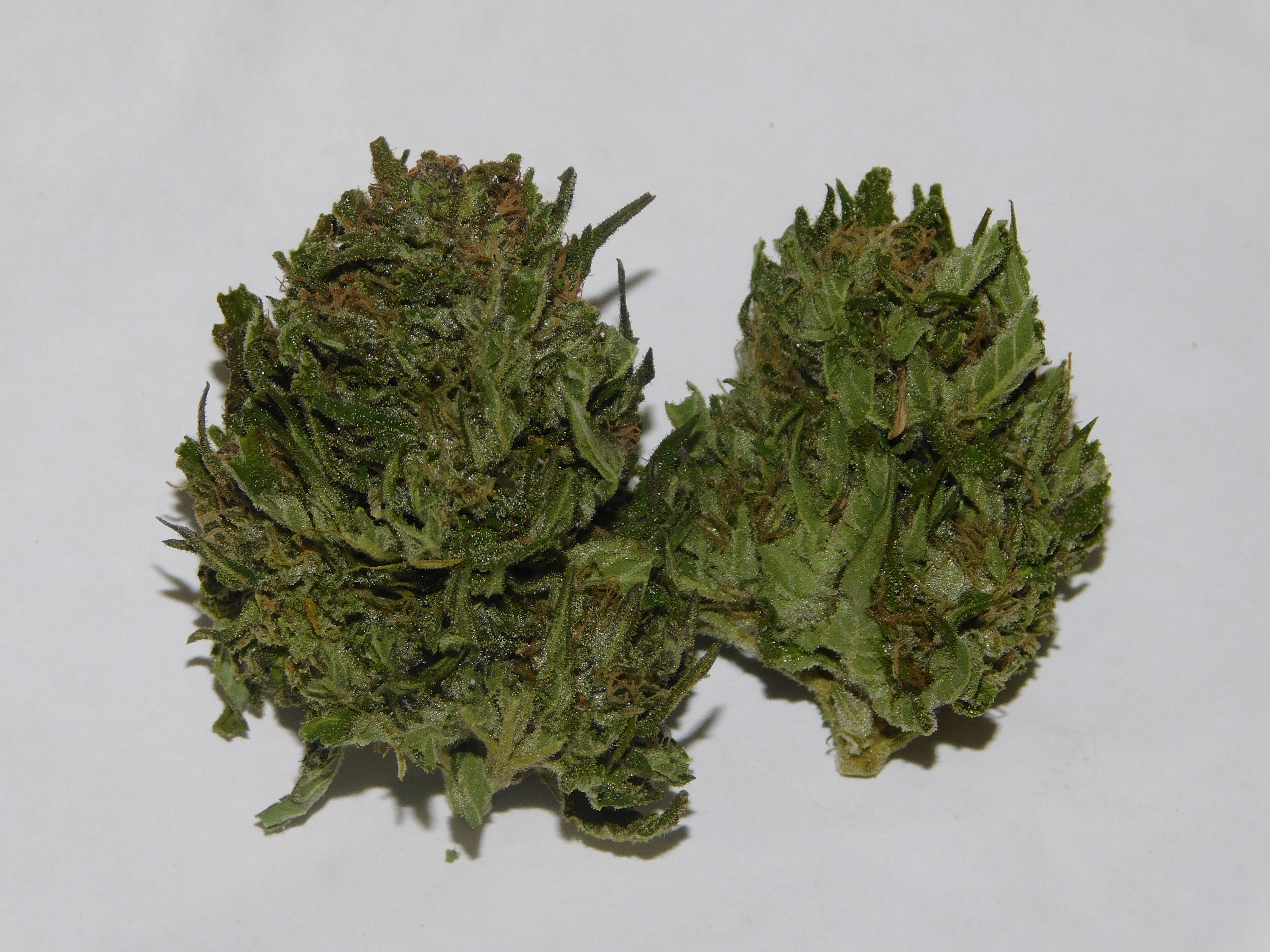 (Indica) Uzbekistan Black Domina – LCG pheno  CannaSense