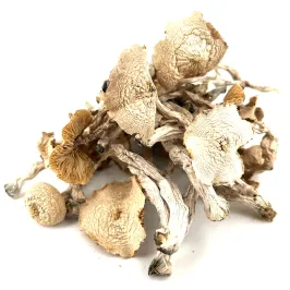Albino Penis Envy (APE) Mushrooms 3.5g