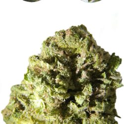 * Oregon Grown*  Durban Chocolope (Sativa) 1/4 oz