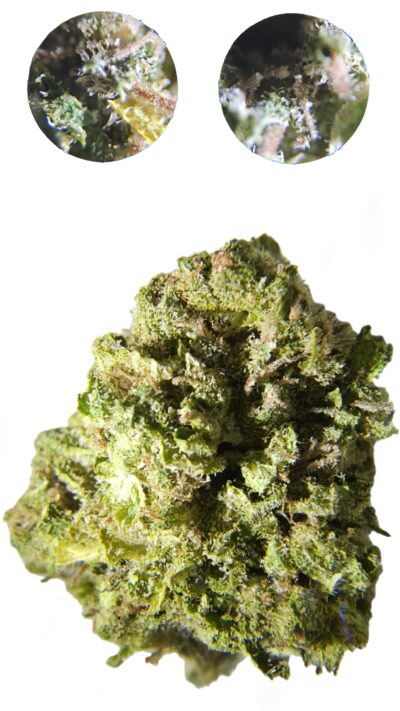 * Oregon Grown*  Durban Chocolope (Sativa) 1/4 oz