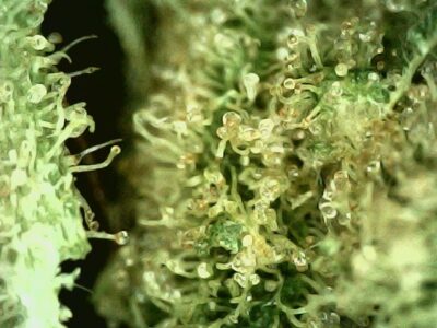 Ron Paul's Righteous Reckoning - Sativa 1/4 oz - Image 4