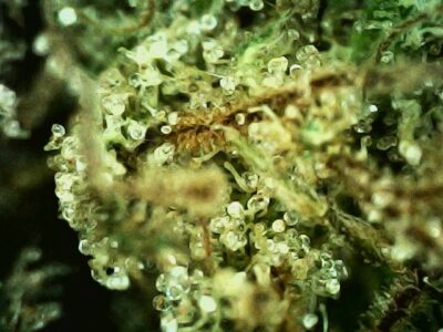 Pigs in the Cookie Jar - Sativa 1/4 oz - Image 2