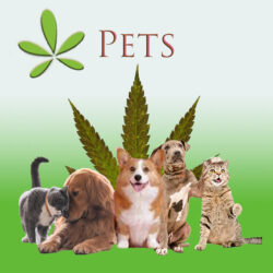 Pet Products